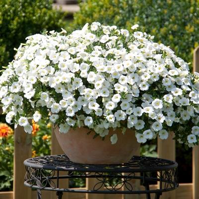 Calibrachoa MiniFamous® Neo White