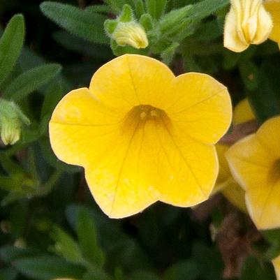 Calibrachoa MiniFamous® Pure Yellow