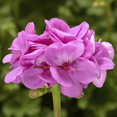 Pelargonium Calliope® Large Lavender 
