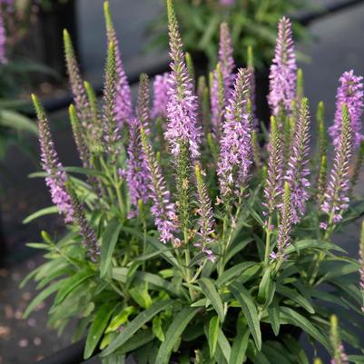 Veronica Moody Blues® Mauve Improved 