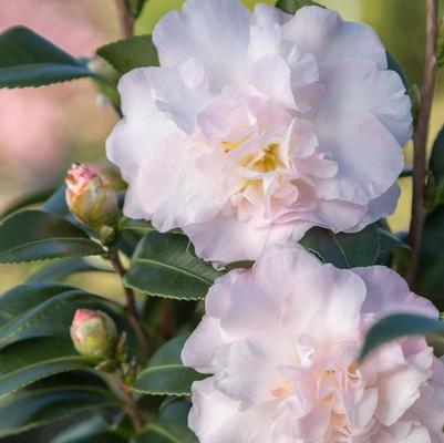 Camellia sasanqua October Magic® Dawn
