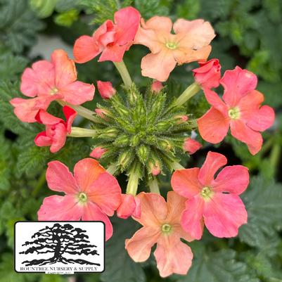 Verbena Lanai® Peach