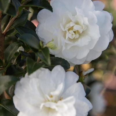 Camellia sasanqua October Magic® Ivory