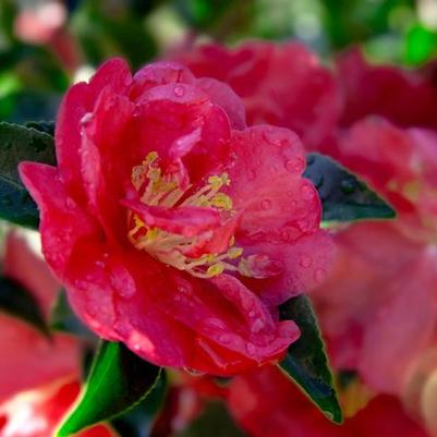 Camellia sasanqua October Magic® Rose