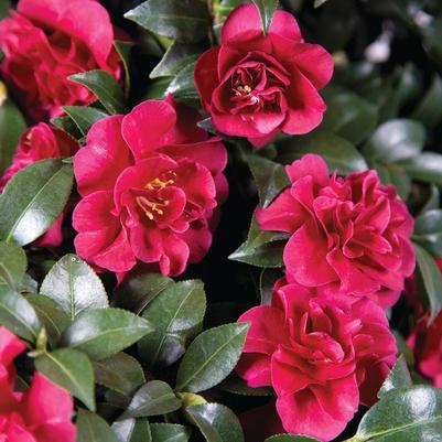 Camellia sasanqua October Magic® Ruby