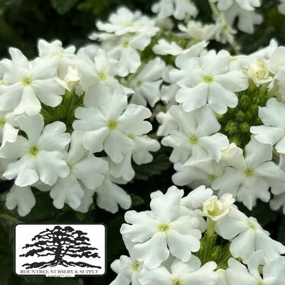 Verbena peruviana Firehouse™ White Improved