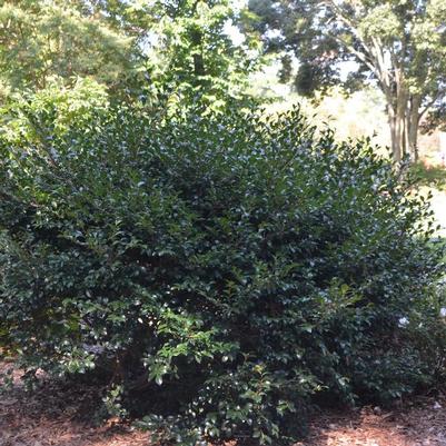 Camellia sasanqua Our Linda