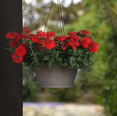 Verbena peruviana Firehouse™ Red Improved