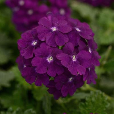 Verbena peruviana Firehouse™ Purple