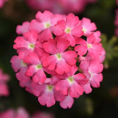 Verbena peruviana Firehouse™ Pink Improved