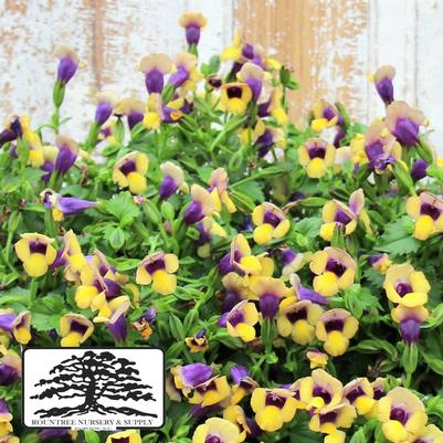 Torenia Summer Wave® Bouquet Gold