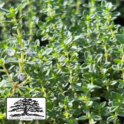 Thymus vulgaris 