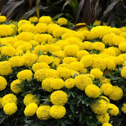 Tagetes erecta Taishan® Yellow