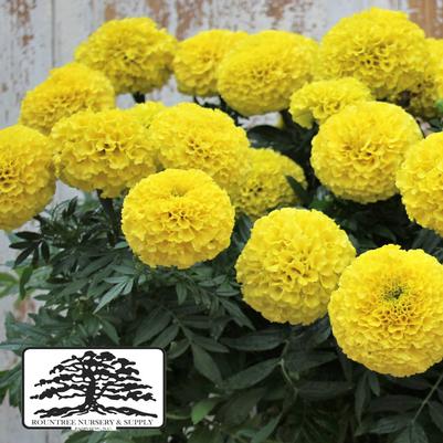 Tagetes erecta Marvel™ Yellow 
