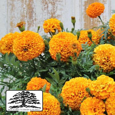 Tagetes erecta Marvel™ Orange 