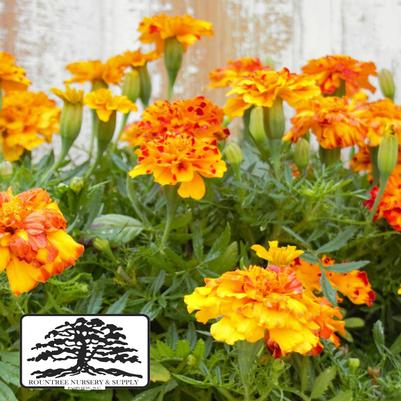 Tagetes patula Durango® Bolero