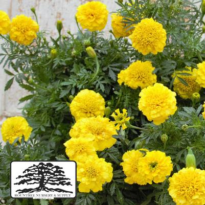 Tagetes patula Bonanza Yellow
