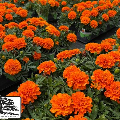 Tagetes patula Bonanza Deep Orange