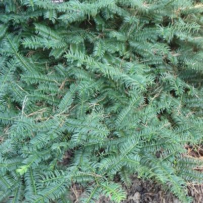 Cephalotaxus harringtonia Mary Fleming
