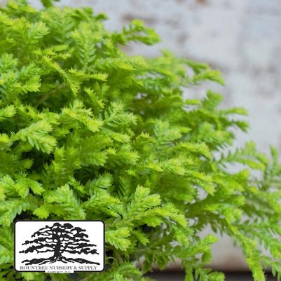 Selaginella kraussiana Aurea