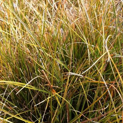 Carex testacea 