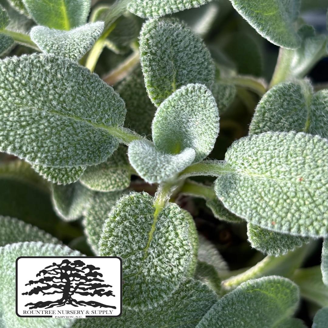 Salvia officinalis Berggarten