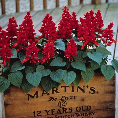 Salvia splendens Vista™ Red