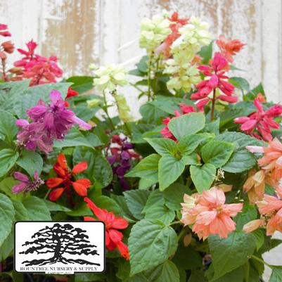 Salvia splendens Vista™ Mix