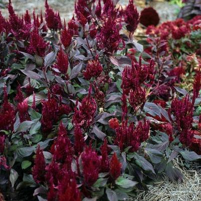Celosia argentea var. plumosa New Look