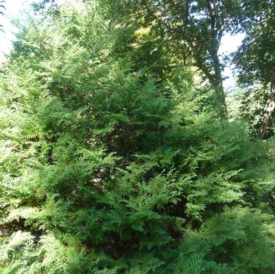 Chamaecyparis pisifera Golden Pincushion
