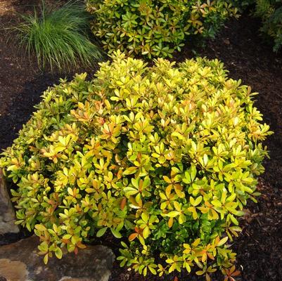 Ternstroemia gymnanthera Hunny Bun®