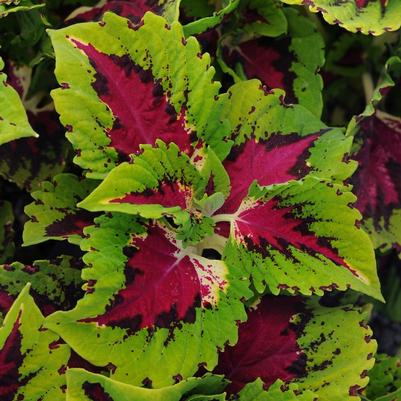 Coleus scutellarioides Kong Jr.™ Rose