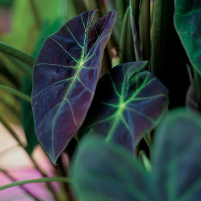 Colocasia esculenta Illustris