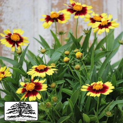 Coreopsis UpTick™ Yellow & Red