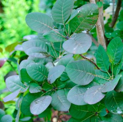 Cotinus coggygria Velvet Cloak