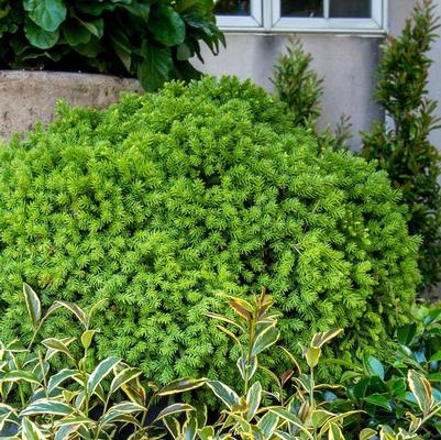 Cryptomeria japonica Dragon Prince™ 