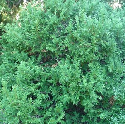 Cryptomeria japonica Giokumo