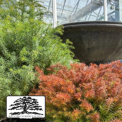 Cryptomeria japonica Mushroom