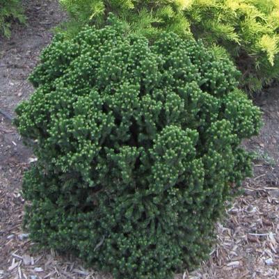 Cryptomeria japonica Dragon Warrior® 