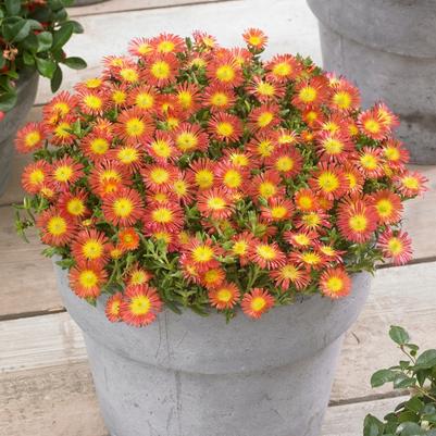 Delosperma cooperi Wheels of Wonder® Fire