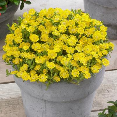 Delosperma cooperi Wheels of Wonder® Golden Wonder