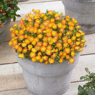 Delosperma cooperi Wheels of Wonder® Orange Wonder