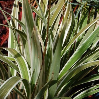 Dianella tasmanica Variegata