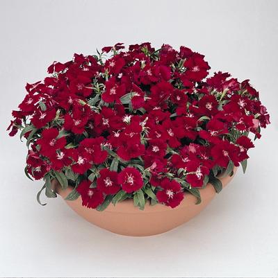 Dianthus chinensis x barbatus Floral Lace™ Crimson