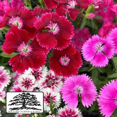 Dianthus chinensis x barbatus Floral Lace™ Mix