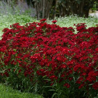 Dianthus Rockin'™ Red