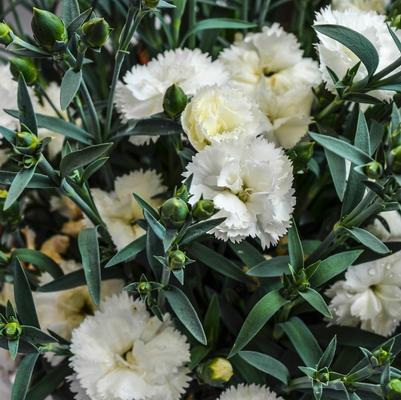 Dianthus caryophyllus SuperTrouper™ White