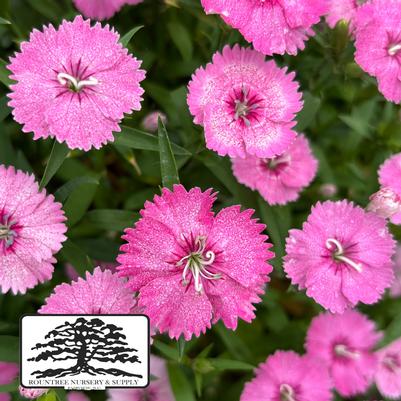 Dianthus chinensis x barbatus Telstar™ Pink 