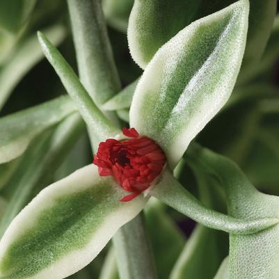 Dorotheanthus bellidiformis Mezoo™ Trailing Red