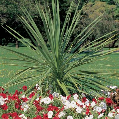 Cordyline indivisa 